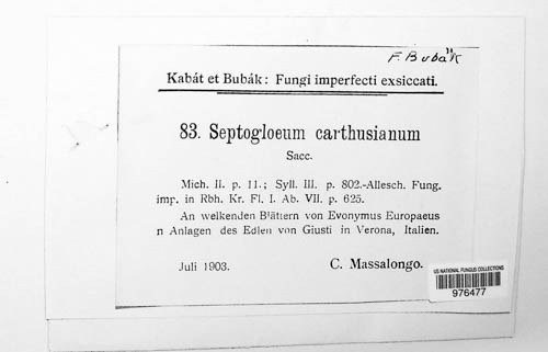 Septogloeum carthusianum image